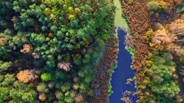 Vista de cima para baixo do lago e pântanos no outono — Vídeo de Stock