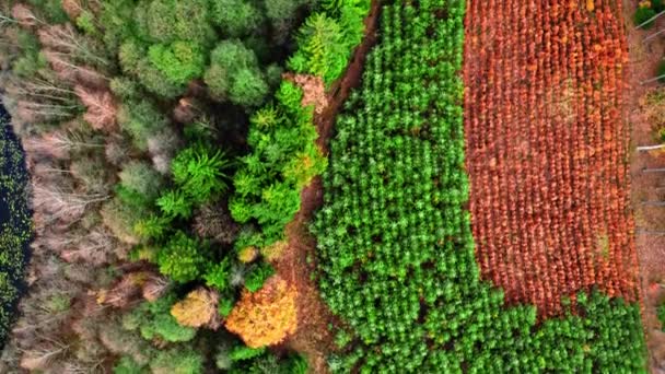 Vue aérienne de la forêt verte en automne, Pologne — Video