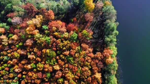 Top down zicht op de herfst bos en meer, Polen — Stockvideo