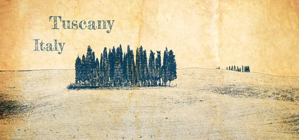 Sketch of famous Tuscany cypresses on field
