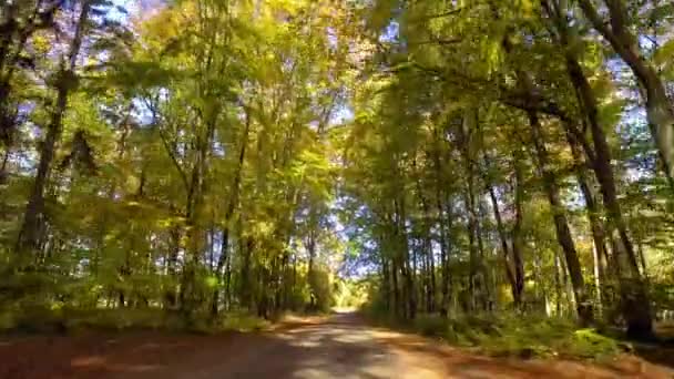 Rijdend door het herfstbos op zonnige dag, Polen — Stockvideo