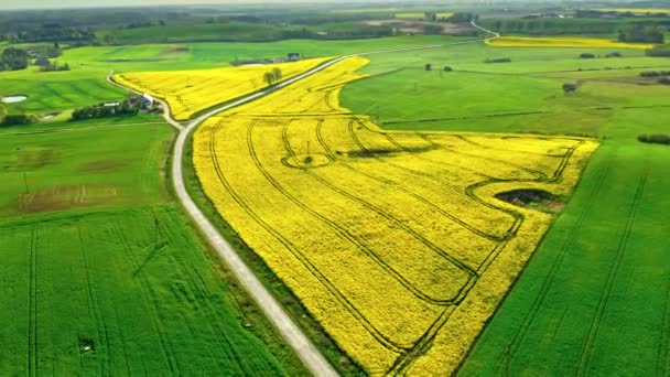 Voando sobre campos de estupro na primavera, Polônia — Vídeo de Stock