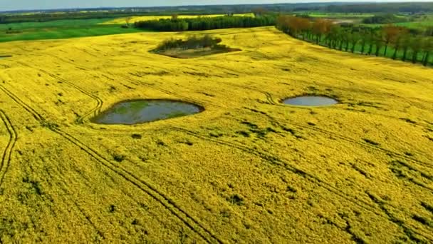 ポーランド,ヨーロッパの黄色の菜の花畑の空中ビュー — ストック動画