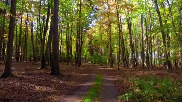 Fahrt durch bunten Herbstwald bei sonnigem Wetter, Polen — Stockvideo