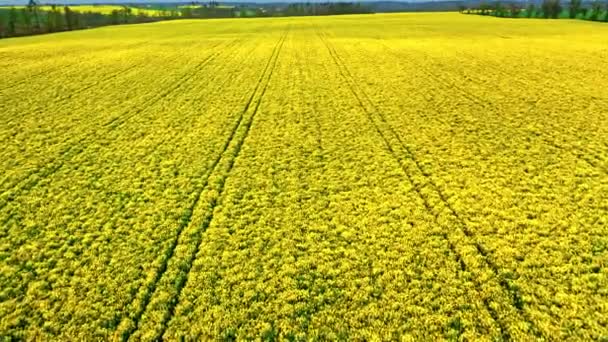 在阳光普照的欧洲，在黄色的油菜田上空飞翔 — 图库视频影像