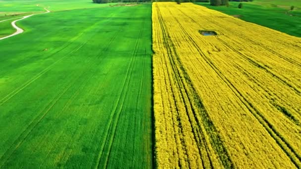 Вид с воздуха на полужелтые и полузеленые поля рапса — стоковое видео