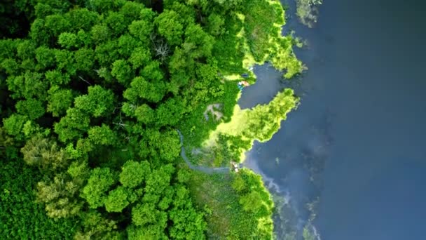 Vue de dessus des algues vertes sur le lac bleu, vue aérienne — Video