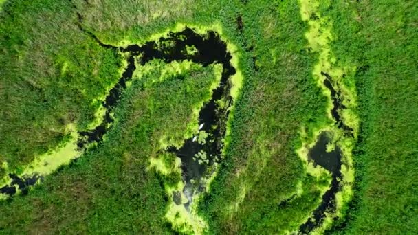 Luchtfoto van bloeiende algen op de rivier in de zomer — Stockvideo