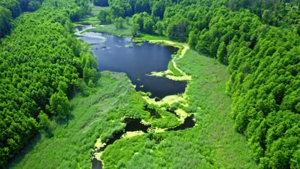 Vue aérienne de la rivière verte en été, Pologne — Video