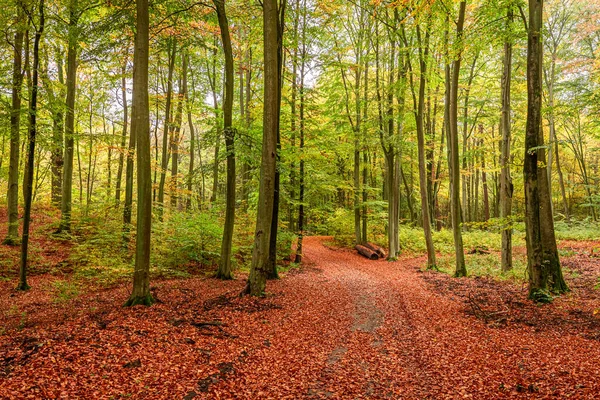 Outono Floresta Ensolarada Polônia Europa — Fotografia de Stock