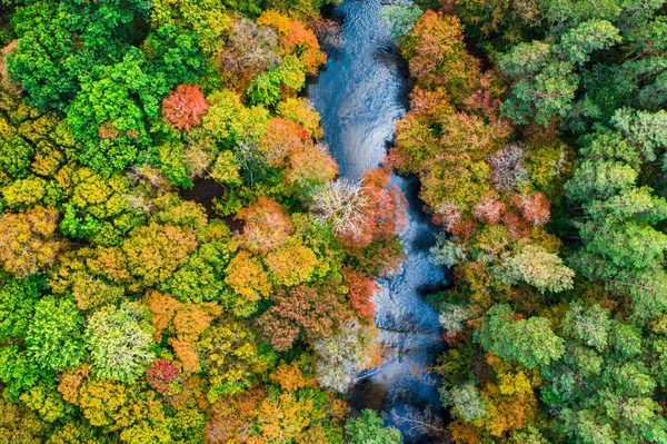 Felülről Lefelé Kilátás Színes Erdő Ősszel Lengyelország — Stock Fotó