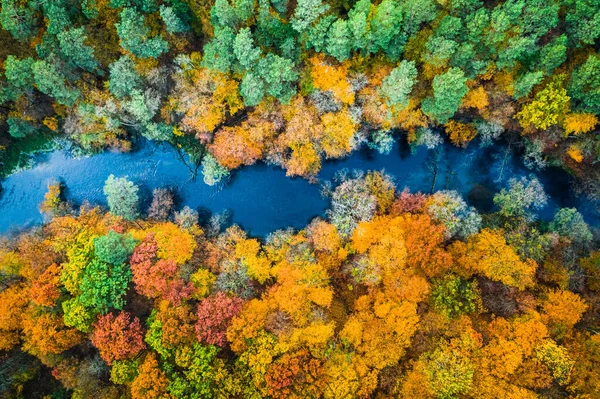 Sárga Erdő Ősszel Kék Folyó Kilátás Felülről — Stock Fotó