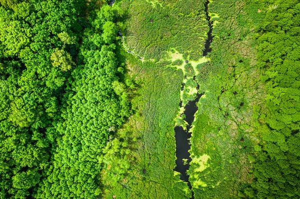 Прекрасные Зеленые Водоросли Реке Весной Летят Выше — стоковое фото
