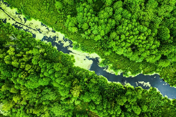 Удивительные Зеленый Лес Река Весной Полет Над — стоковое фото