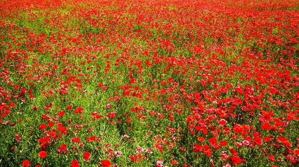 Mohnfeld Auf Dem Land Sommer Polen — Stockfoto