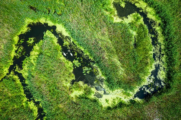 Vue Aérienne Des Algues Fleurs Sur Rivière Printemps — Photo