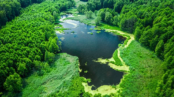 Зеленые Водоросли Реке Весной Польша — стоковое фото