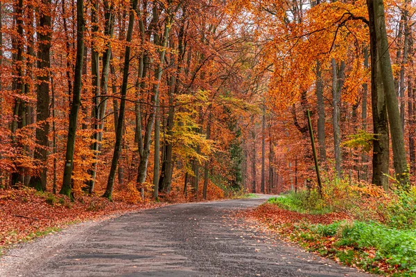 Forêt Brune Incroyable Automne Pologne — Photo