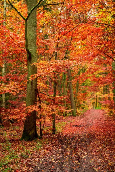 Floresta Frondosa Deslumbrante Outono Polônia — Fotografia de Stock