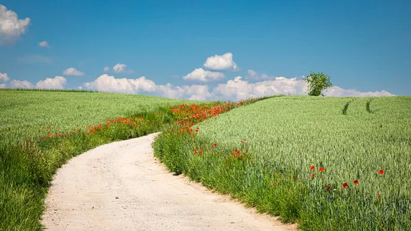 Landelijk Landweggetje Groen Veld Polen Uitzicht Vanuit Lucht — Stockfoto