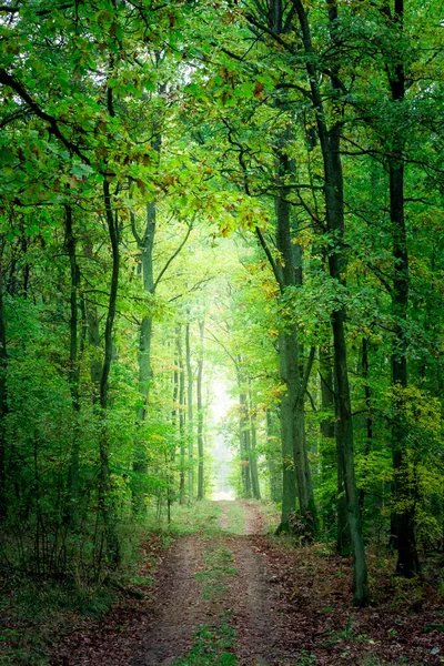 Sunrise Green Forest Fall Poland Stock Picture