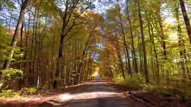 Conducir en otoño bosque soleado, Polonia, Europa — Vídeo de stock