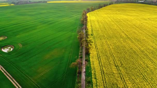 Im Frühling über gelben und grünen Feldern fliegen — Stockvideo