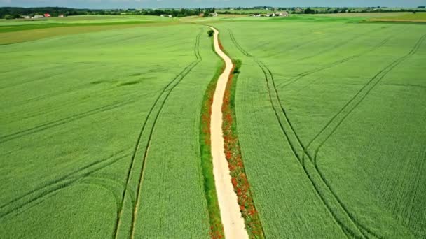Вид с воздуха на зеленое поле и сельскую дорогу — стоковое видео