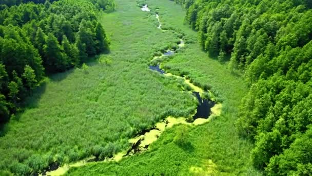 Вид с воздуха на зеленые водоросли на реке весной — стоковое видео