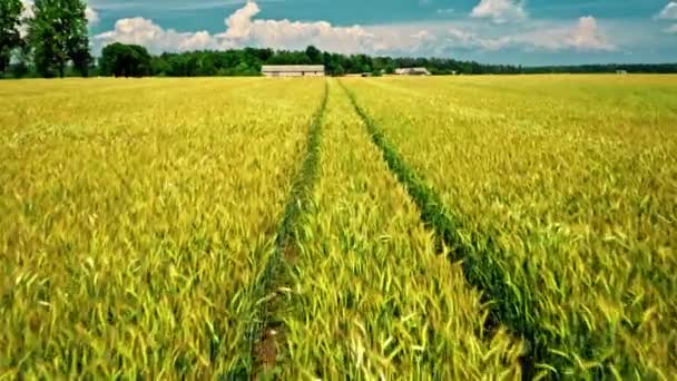 Luchtfoto van gouden korenvelden in de zomer — Stockvideo