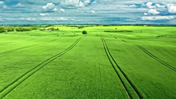 Letecký pohled na zelené pole v létě, Polsko — Stock video