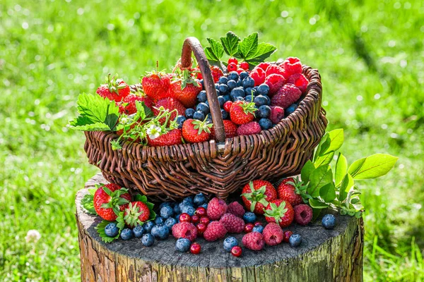 Wicker Basket Full Berries Garden — Stock Photo, Image