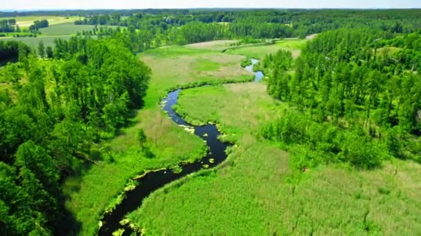 Vårgrön skog och liten flod på våren, Polen — Stockvideo