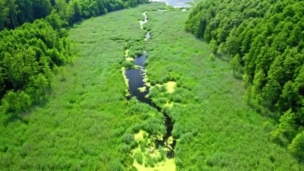 Polonya 'nın küçük nehri üzerindeki yeşil yosunların havadan görünüşü — Stok video