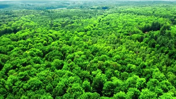 Vista aérea del bosque grande y verde en Polonia, Europa — Vídeos de Stock