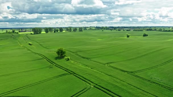 Велике зелене поле в сонячний літній день, вид з повітря — стокове відео