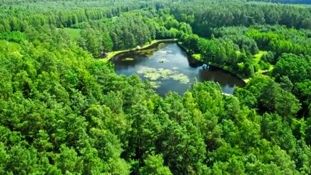 Pequeño estanque en medio del bosque en verano — Vídeos de Stock