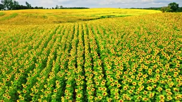 Luftaufnahme eines atemberaubenden Sonnenblumenfeldes im Sommer — Stockvideo