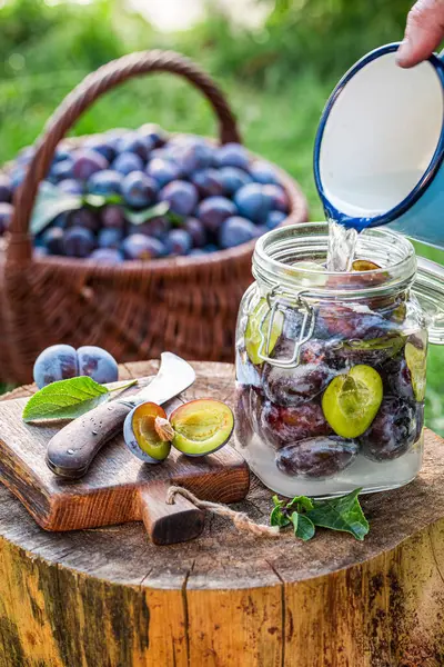 Bocal Préparé Avec Prune Pour Compote Dans Jardin Été — Photo