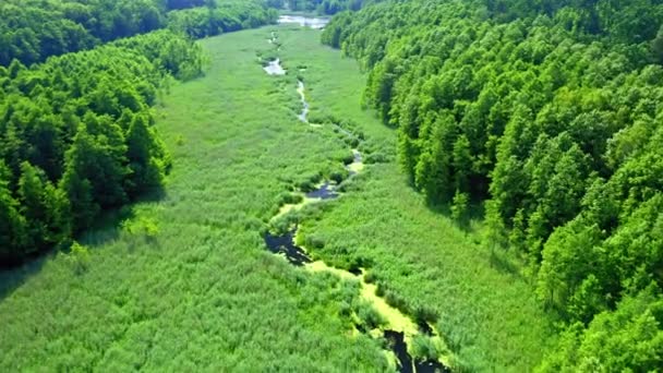 Вид з повітря на зелені болота і водорості на невеликій річці — стокове відео