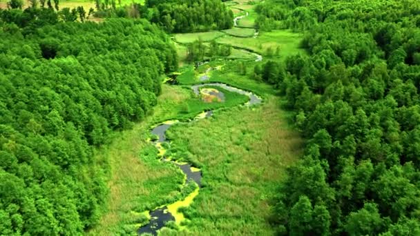 Superbe forêt verte et petite rivière au printemps, vue aérienne — Video