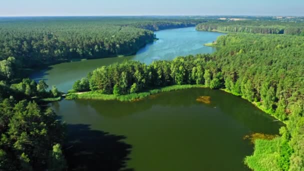 Las i jezioro w Zalewie Koronowskim, Polska — Wideo stockowe