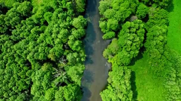 Вид на зеленый лес и реку, вид с воздуха — стоковое видео