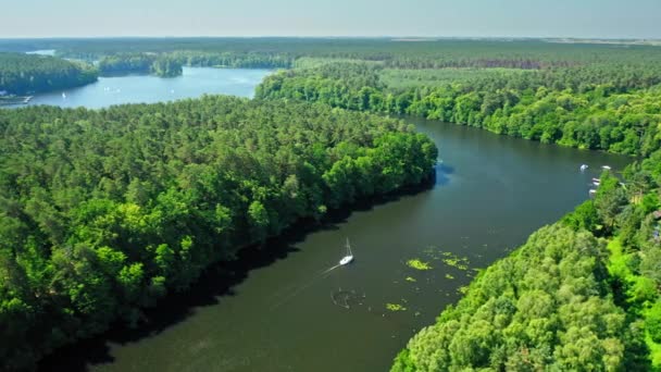 Río grande y bosque verde en verano soleado, Polonia — Vídeos de Stock