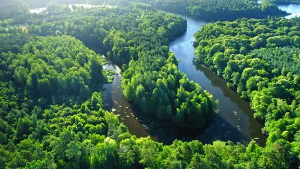 Blauwe kronkelende rivier en groene bossen in Polen — Stockvideo