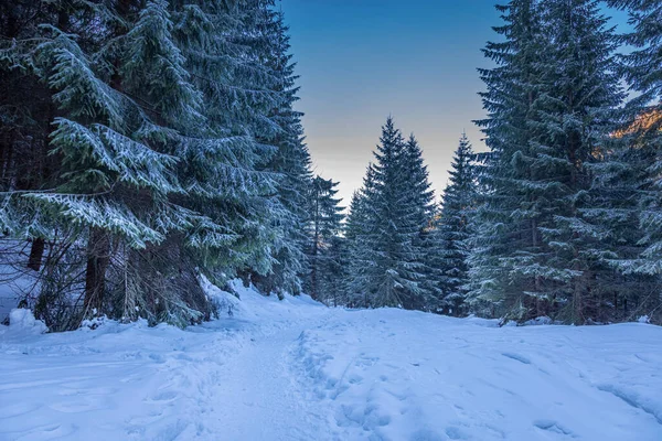 Prachtig Pad Een Bos Vol Sneeuw Tatra Polen — Stockfoto