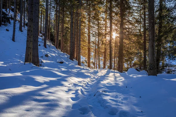 Fantastisk Solstråle Vintern Solnedgång Snöig Skog Polen — Stockfoto