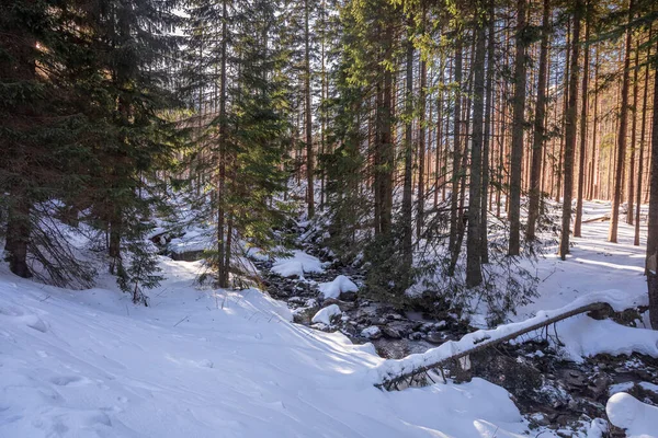 Koscieliska Vadisinde Kışın Donmuş Nehir Orman Tatras Polonya — Stok fotoğraf