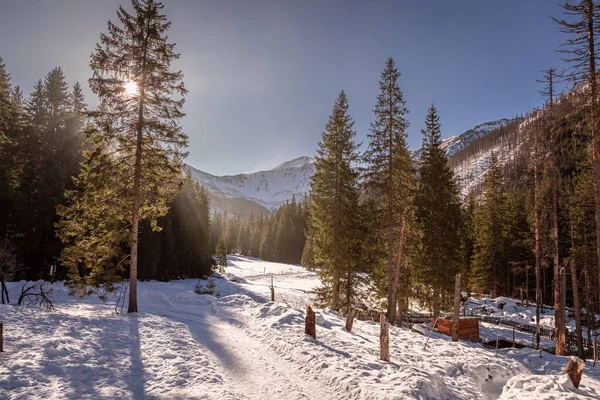 Sněžný Prales Údolí Koscieliska Zimě Tatry Polsko — Stock fotografie