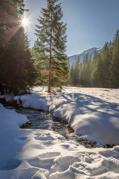 Río Nevado Bosque Valle Koscieliska Invierno Tatras Polonia — Foto de Stock